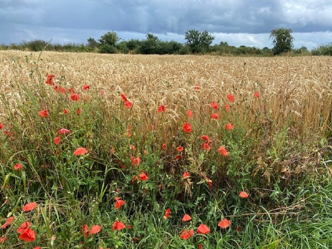 Ferienwohnung in Gro&szlig;enbrode - Meerblickvilla 09 - in den Feldern