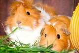 Ferienwohnung in Fehmarn OT Vitzdorf - Ferienhof Mau "Reihenhaus Schwein" - Bild 10