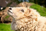 Ferienwohnung in Fehmarn OT Vitzdorf - Ferienhof Mau "Reihenhaus Schwein" - Bild 12