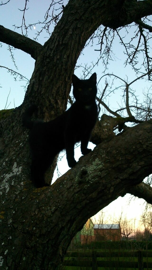 Ferienwohnung in Fehmarn OT Bisdorf - Ferienhof Bisdorf "Windm&uuml;hle" - Bild 6