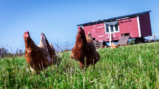 Ferienwohnung in Fehmarn OT D&auml;nschendorf - Villa Agni - Bild 22