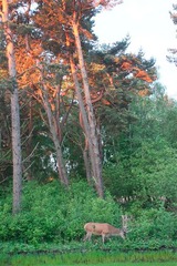 Ferienwohnung in Ostseeheilbad Zingst - Freesenkietz, FW 2.4 - Bild 17