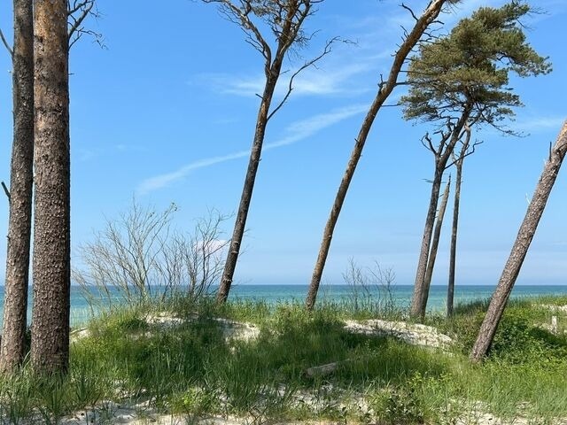 Ferienhaus in Zingst - Herzmuschel - Bild 7