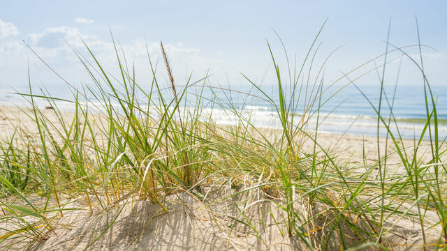 Ferienwohnung in Sch&ouml;nberg - Pier - Bild 11