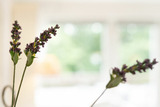 Ferienwohnung in Kellenhusen - Waldstraße 2 Kellenhusenliebe - Bild 12