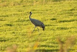 Ferienwohnung in Rostock - Ferienwohung Ostseewald - Bild 21
