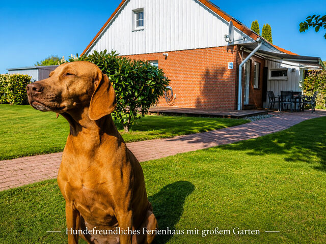 Ferienhaus in L&uuml;tow - Ostseeferienhaus Usedom L&uuml;tow am Achterwasser Hundefreundlich Naturlage Familie Christian Ziethen - Bild 11